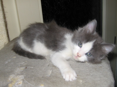 Gismo 01 (30)