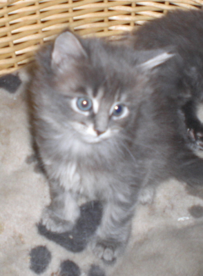 Maja (1)